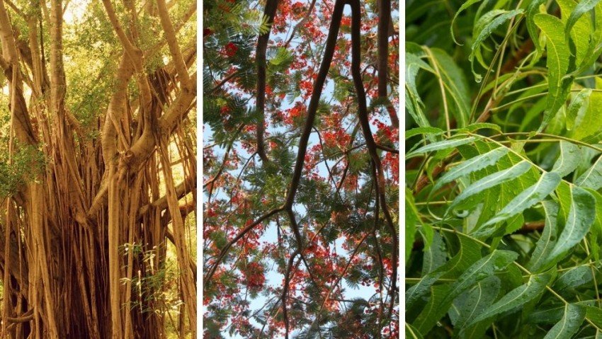 Native Trees Of India Deals Dakora co