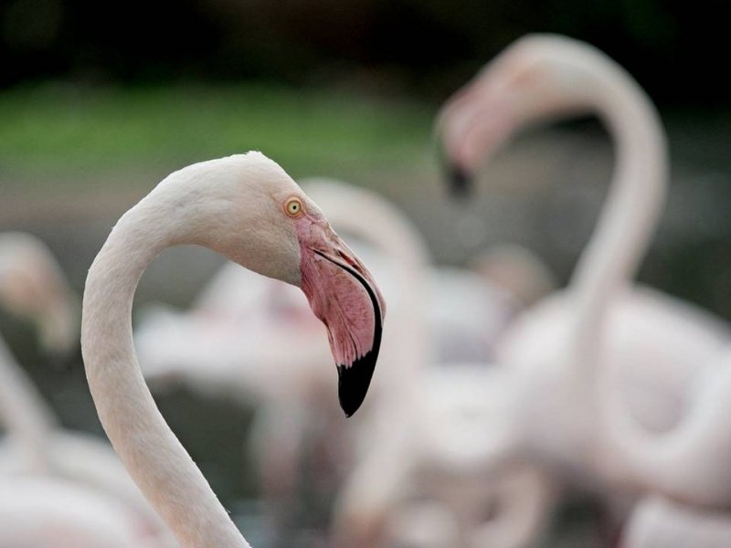 flamingo- Nelda