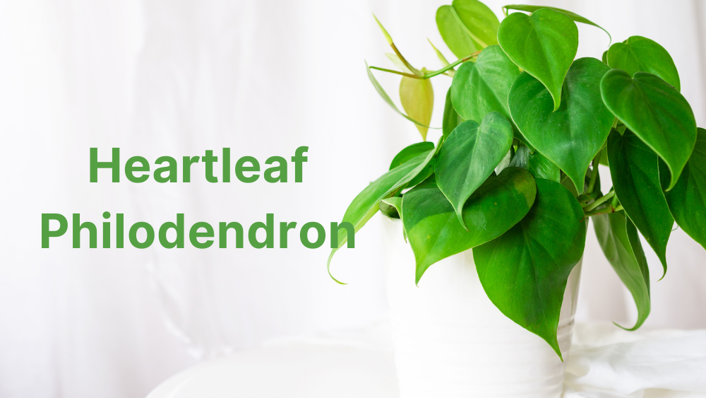 Heartleaf Philodendron