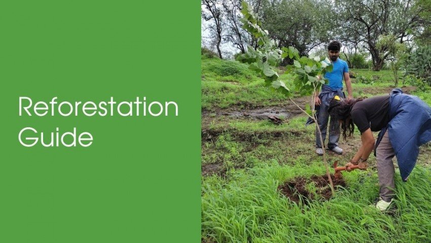 Reforestation Guide - Process, Importance, Management