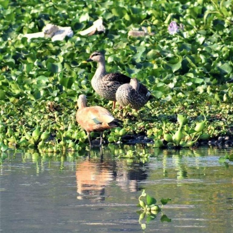 Biodiversity Encourages Biodiversity