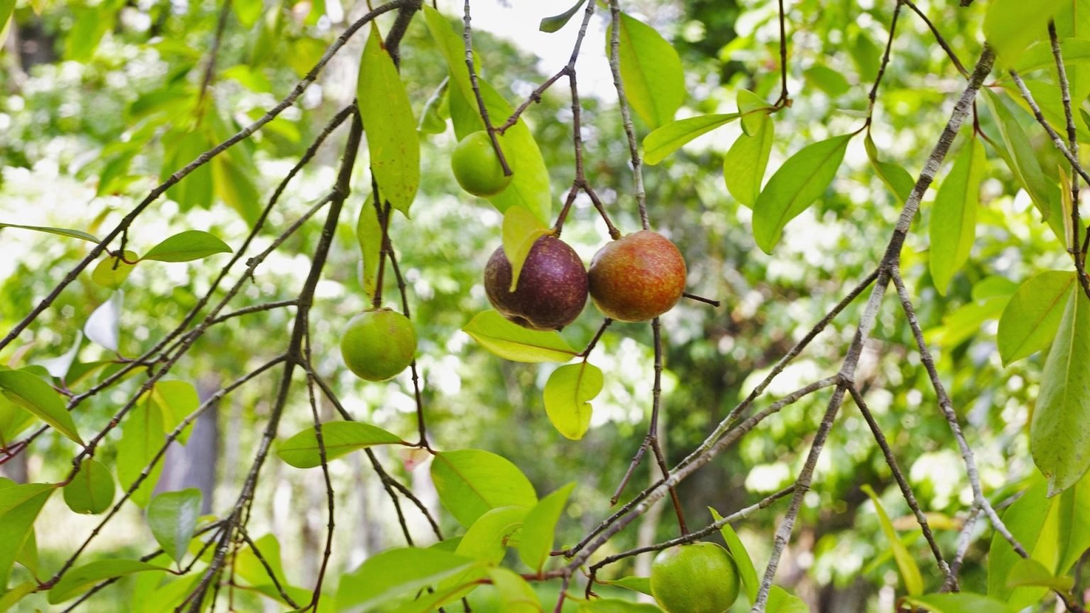 25 Native Indian Plants Useful in Daily Life