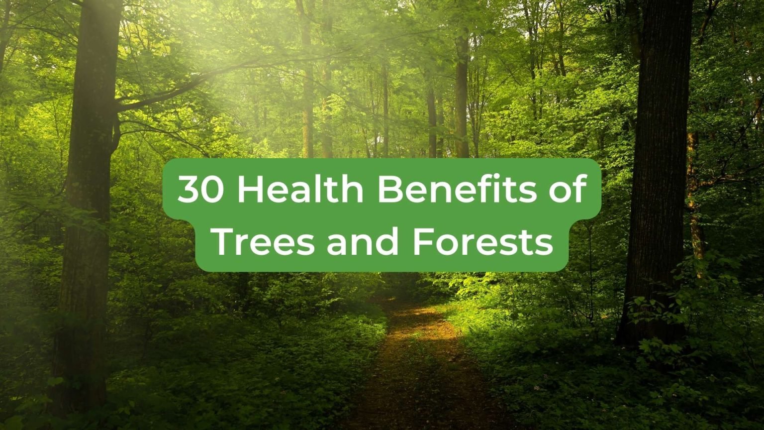 30 Health Benefits of Trees and Forests