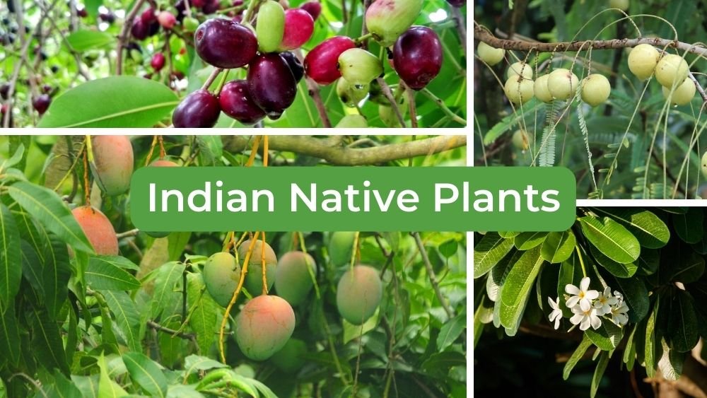 Indian Native Plants