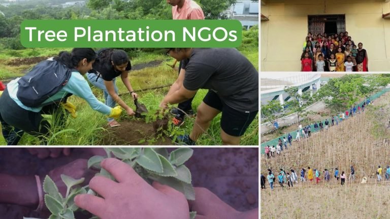 Tree Plantation NGOs in India