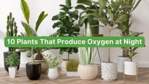 10 Plants That Produce Oxygen at Night