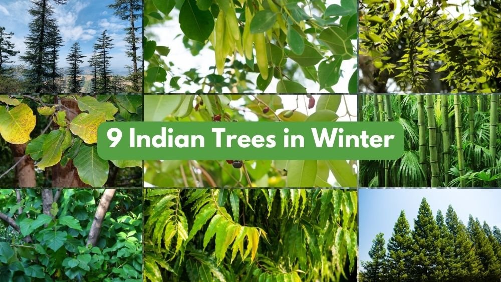 Top 9 Indian Trees in Winter