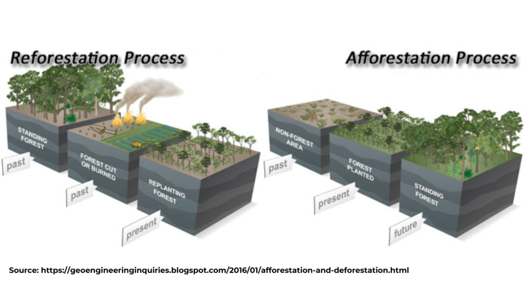 Process of Reforestation and Afforestation