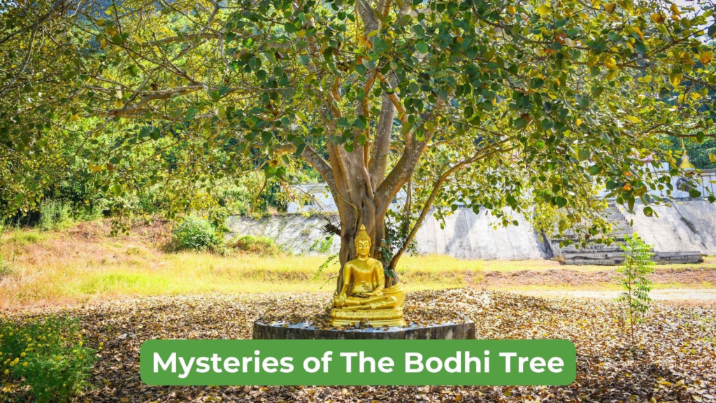 Mysteries of The Bodhi Tree