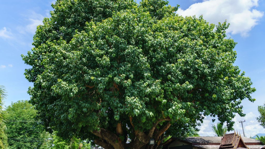 Environmental Impact of The Bodhi Tree