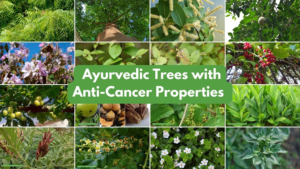 Ayurvedic Trees with Anti-Cancer Properties