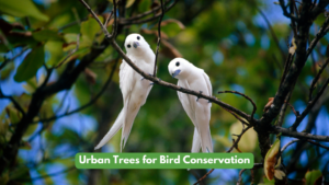 Urban Trees for Bird Conservation