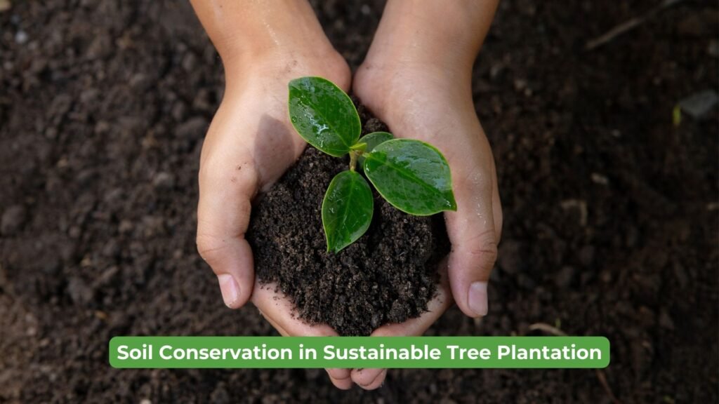 Soil Conservation in Sustainable Tree Plantation