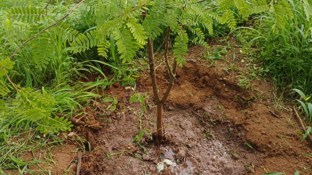 Tree Plantation 