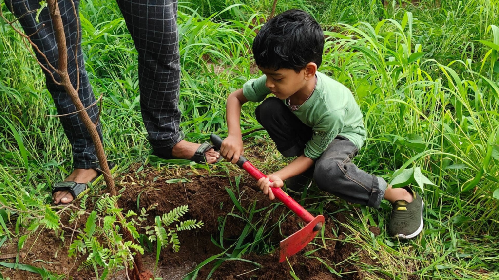 Holiday Tree Plantation