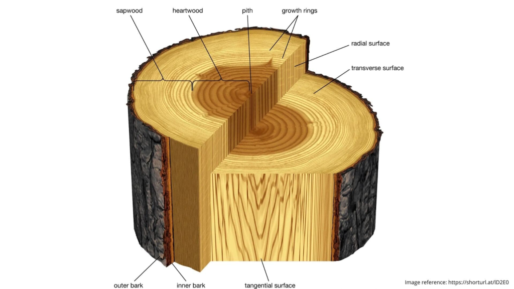 The Anatomy of a Tree Ring