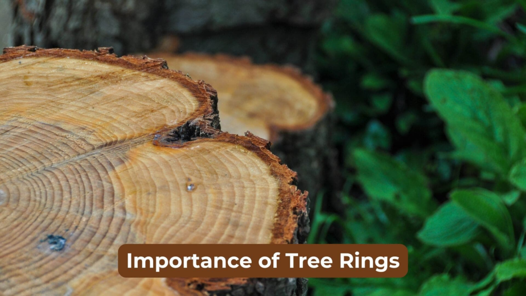 Importance of Tree Rings