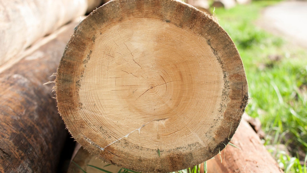 Tree Rings