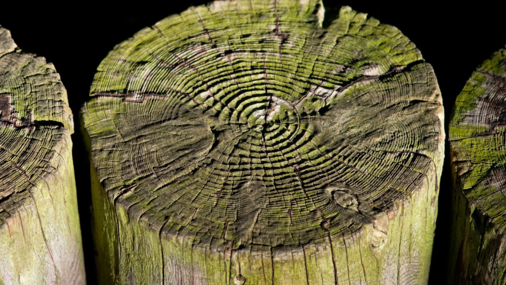 The Importance of Tree Rings in Climate Research