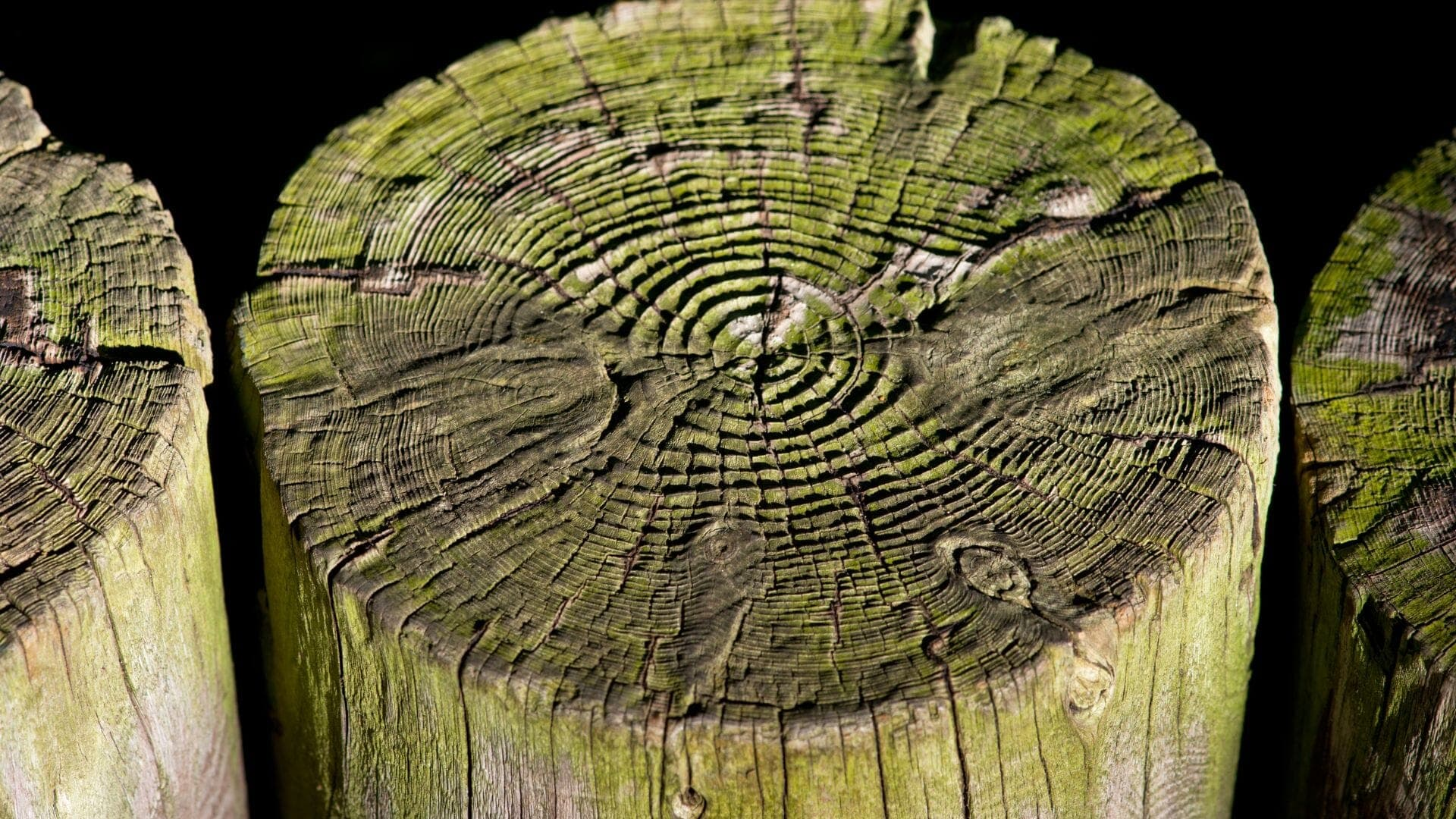 The Importance Of Tree Rings In Climate History