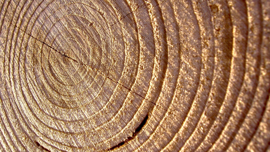 The Future of Tree Ring Research     