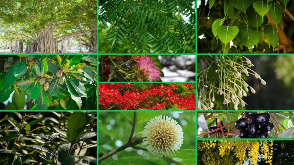 Indian Trees Ideal for Creating Shade Equity