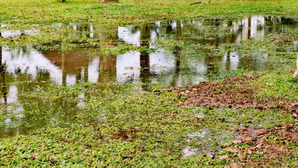 Rain Gardens: Nature’s Filters for Urban Stormwater