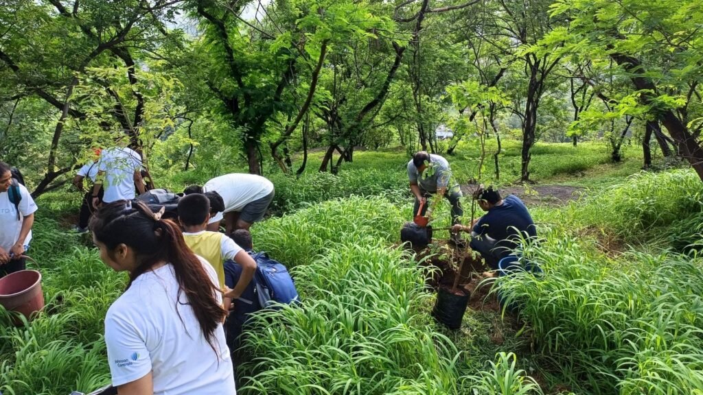 How to Leverage These New Laws in India for Tree Plantation Success?