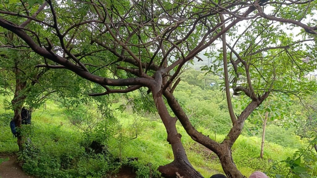 2. Green Credits Reconfigured, Canopy, Survival & Timing