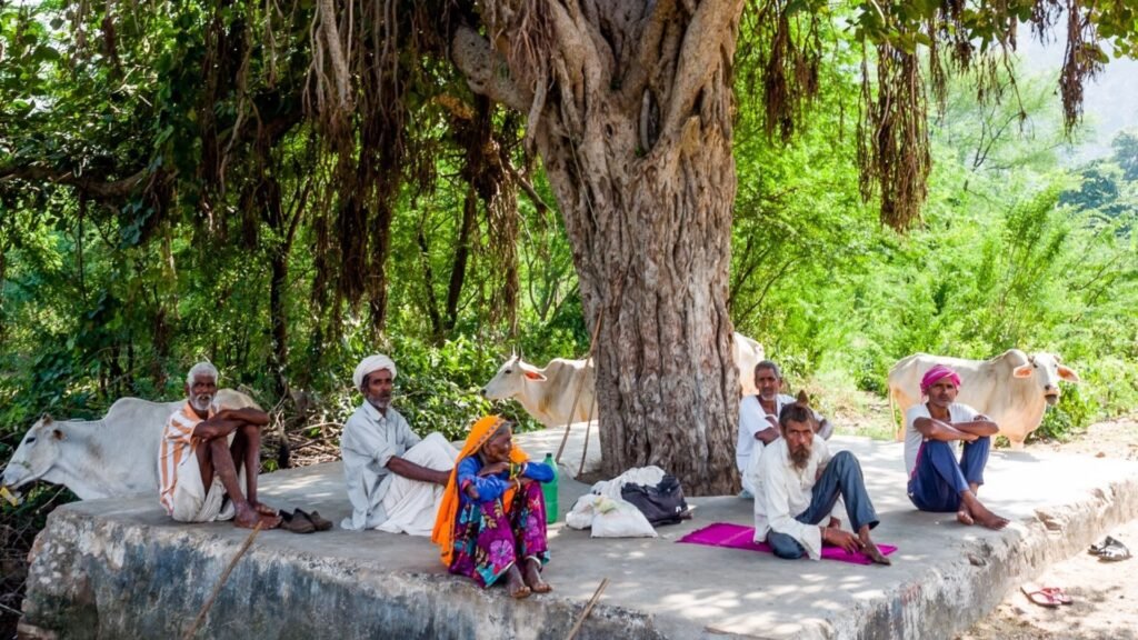 2. The Mighty Ficus benghalensis, Banyan Tree: Shelter, Longevity & Community Anchor