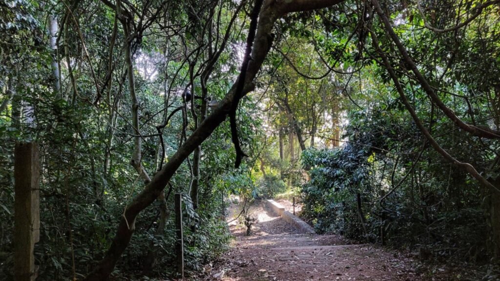 3. Sacred Groves - The Original Community Forests Protected by Belief