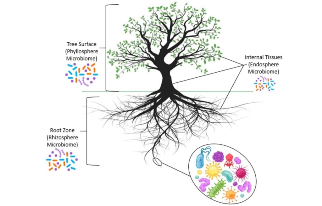 The Rhizosphere: Where the Microbiome of Trees Operates