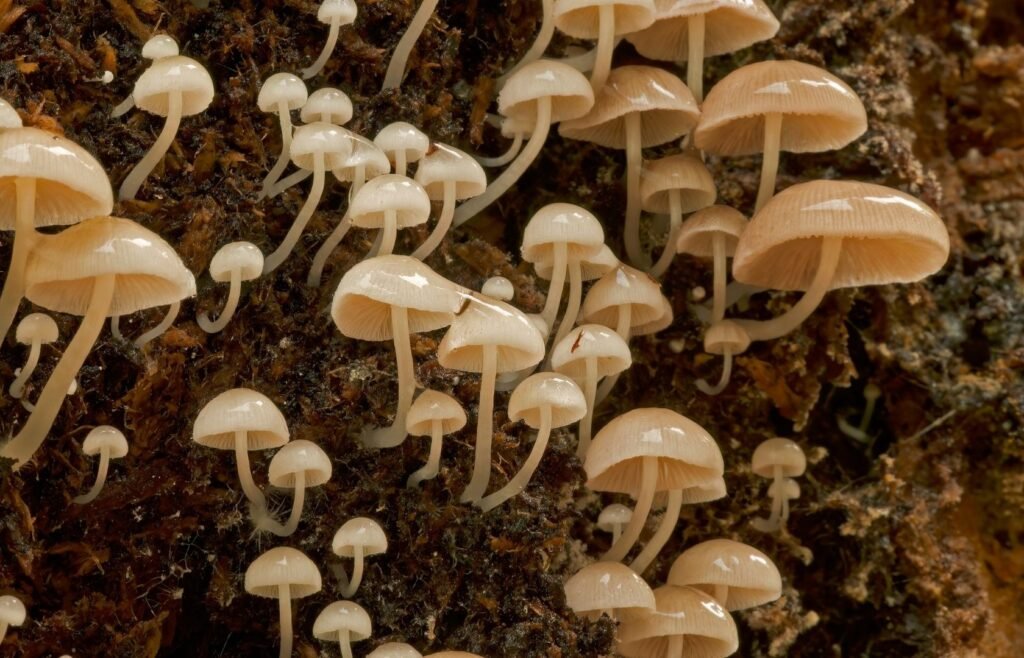 Underground Fungal Networks: Forest Connectivity