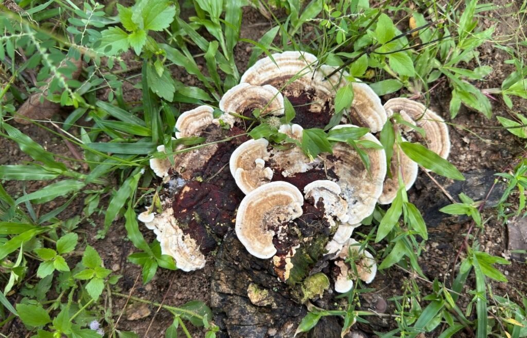 The Role of Fungi in the Microbiome of Trees